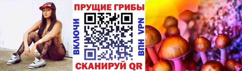 даркнет какой сайт  Волгоград  Псилоцибиновые грибы GOLDEN TEACHER  купить наркоту 